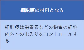 細胞膜の材料となる