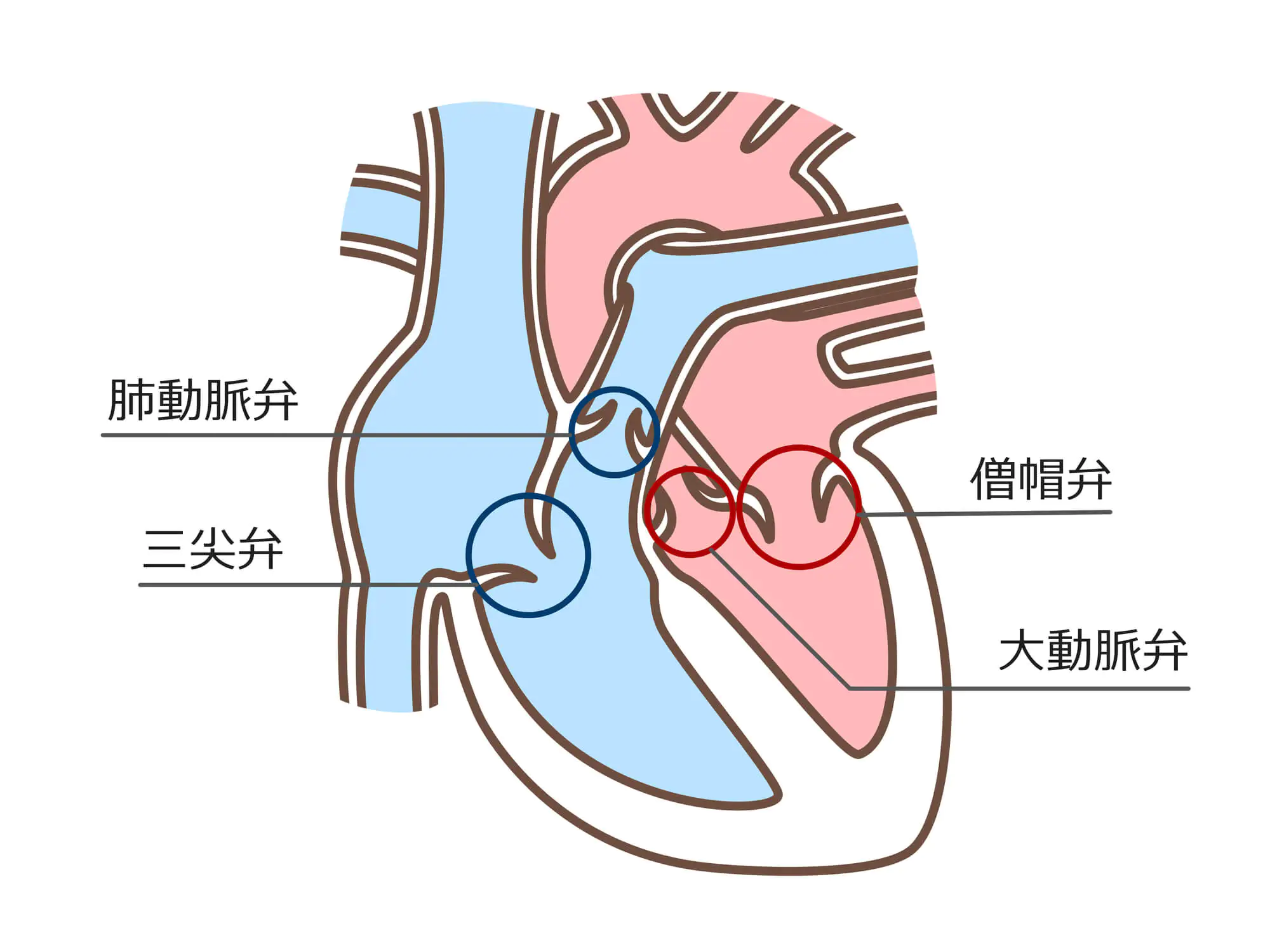 弁膜症とは